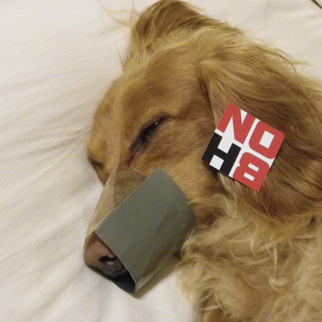 michelle nichols - even doggies support NOH8.......