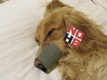 michelle nichols - even doggies support NOH8.......