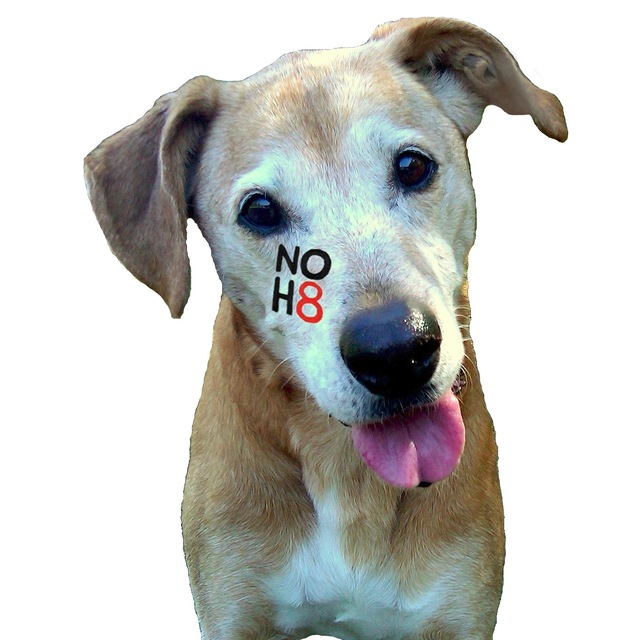 Jennifer Buckner - My name is Neelah.  I'm a dog who supports NOH8! 