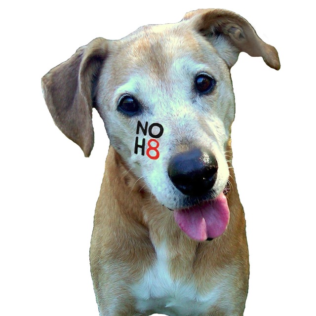 No_h8_neelah_original