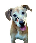 Jennifer Buckner - My name is Neelah.  I'm a dog who supports NOH8! 